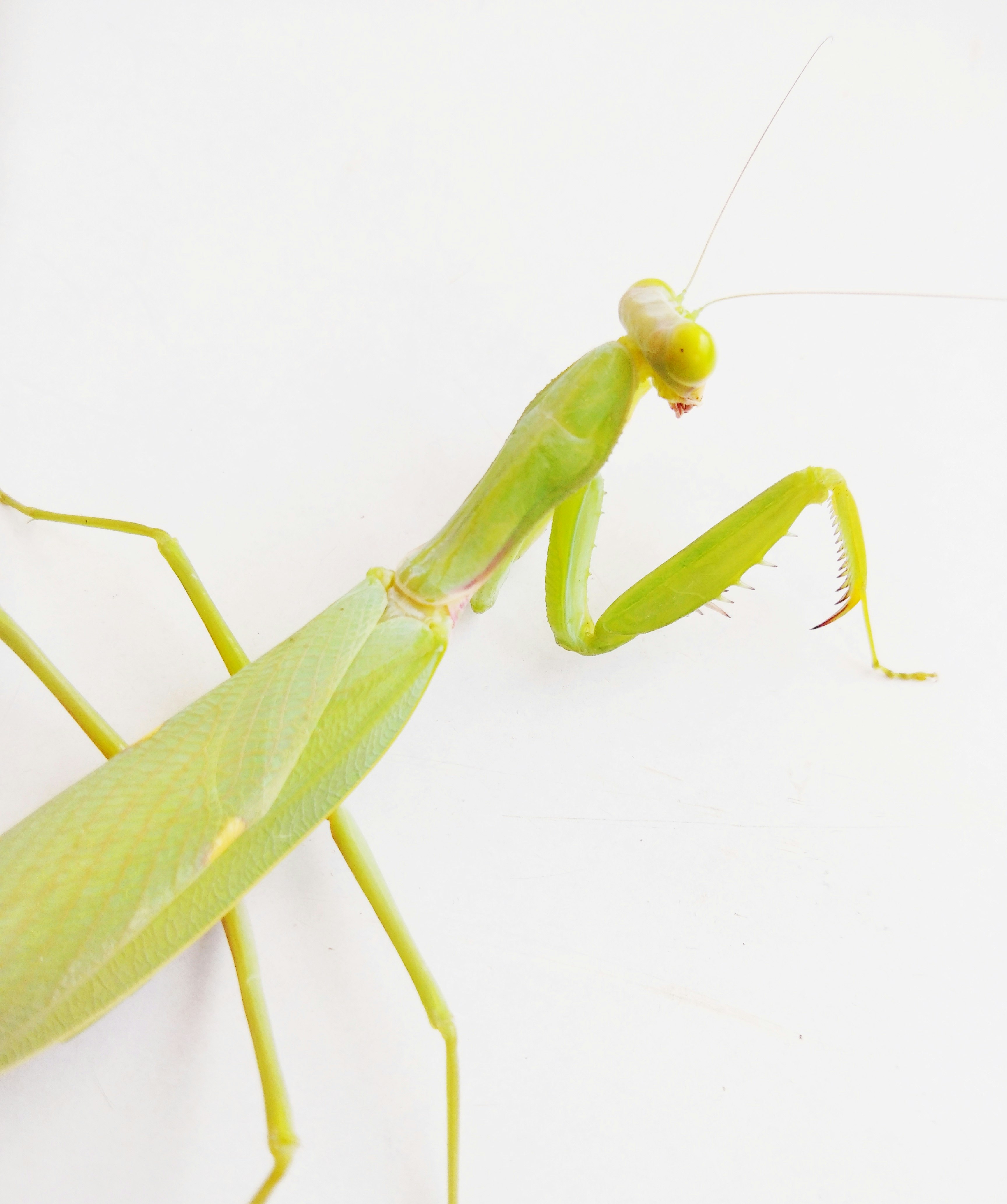green praying mantis on white surface